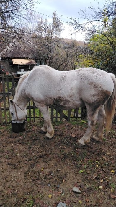Vând Cal Castrat – învățat la munci agricole, Dealu Capsei (Campeni-Alba)