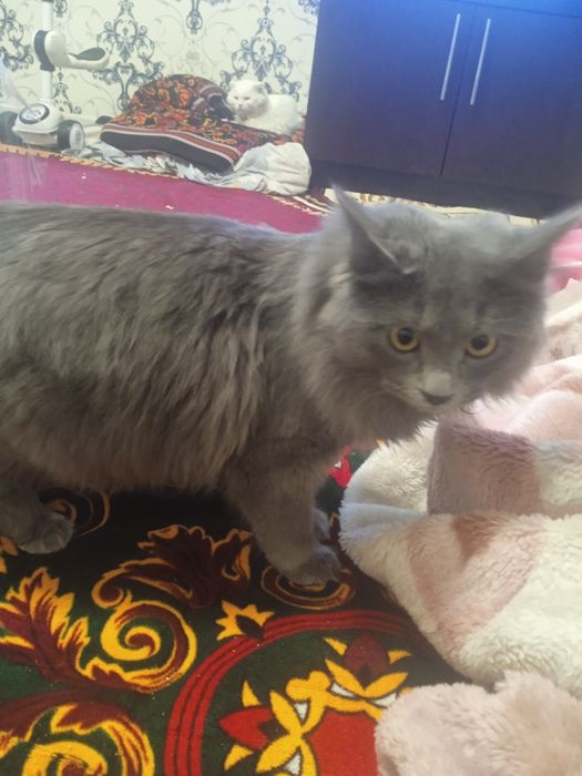 Мушук скотиш британский