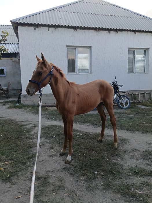 Дончак жабагы сатылады