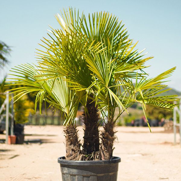 Саксия с Млади Палми трахикарпус