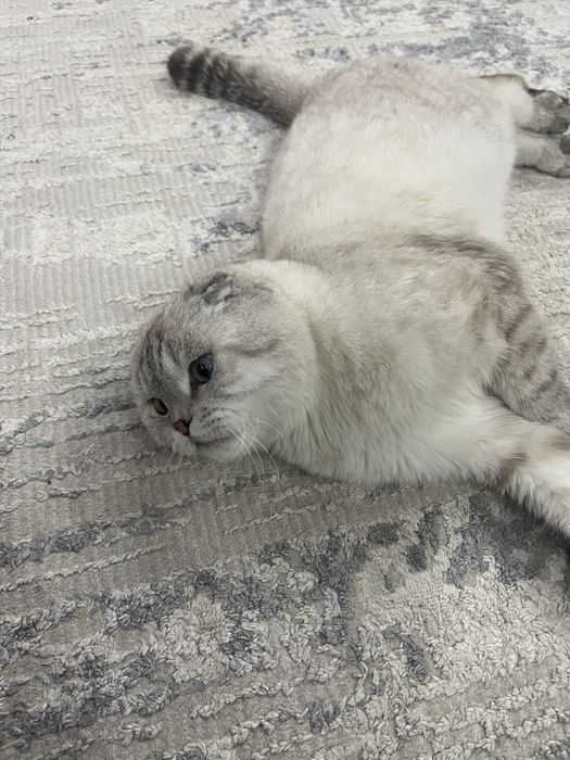 Шотландский вислоухий