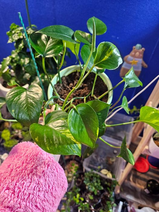 Комнатные растения: Диффенбахи,Эпипремнум