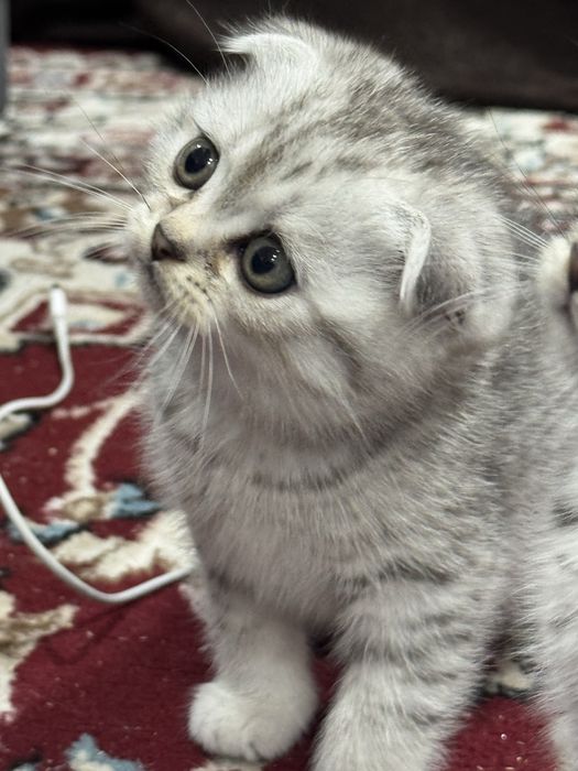 Продаётся котята  шиншиллы