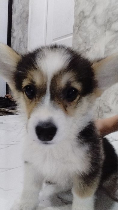 Щенок вельш корги