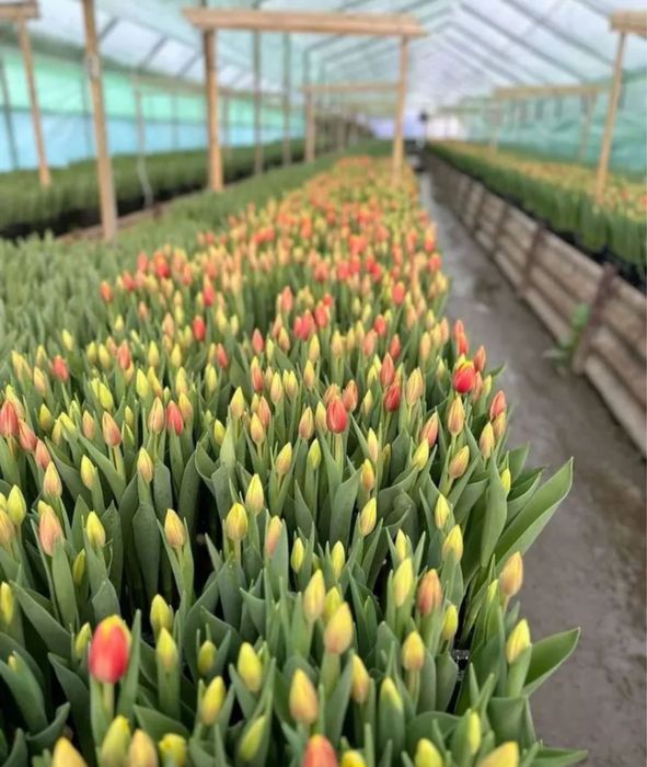 Тбюльпаны местные  Голландия