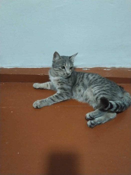 Mushuk hadyaga beriladi