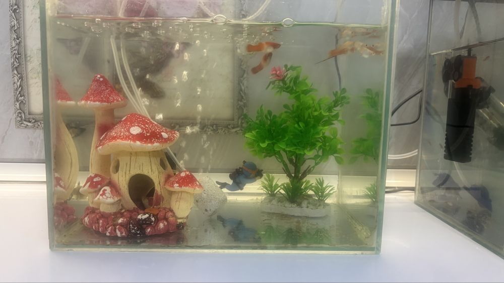 Продам аквариум с рыбками
