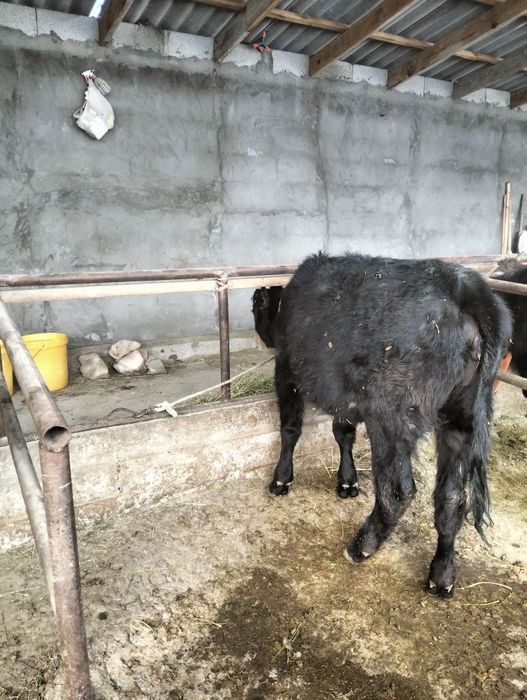 Быр бас урқашы тайынша  сатылады