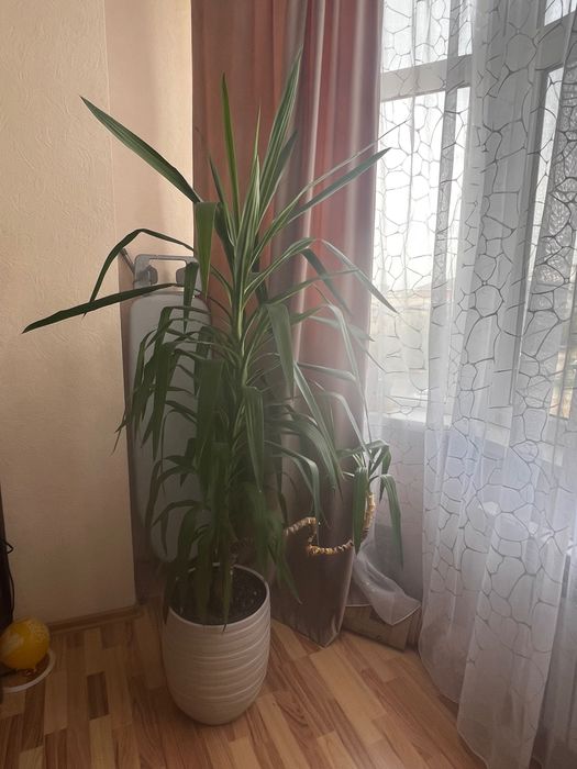 Комнатное растение