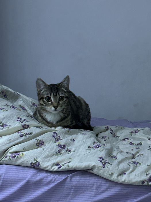 ищем кота для вязки