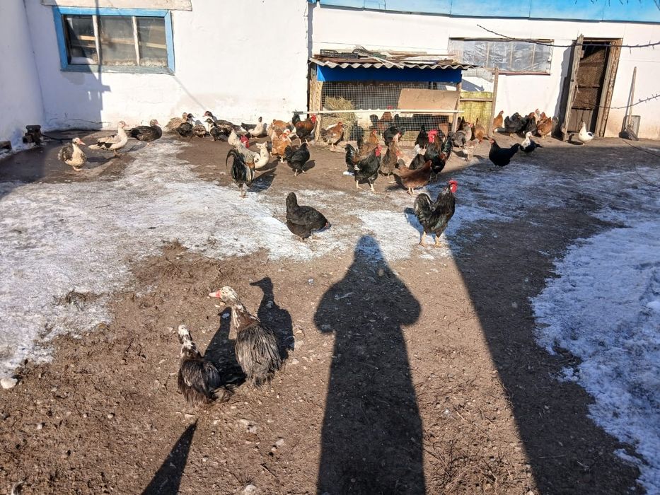 Домашние индоутки, куры