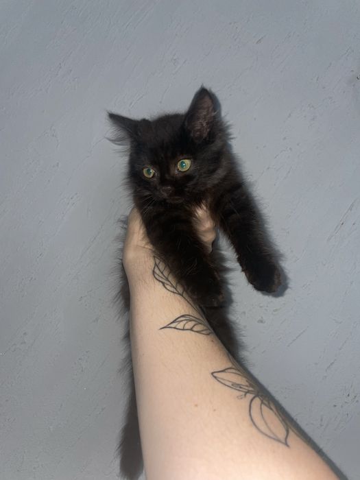 Ласковый котёнок ищет добрый дом