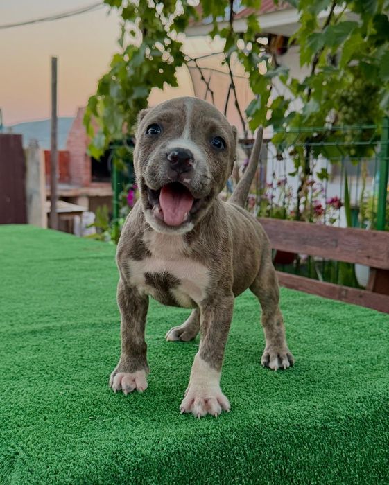 Mascul   amstaff