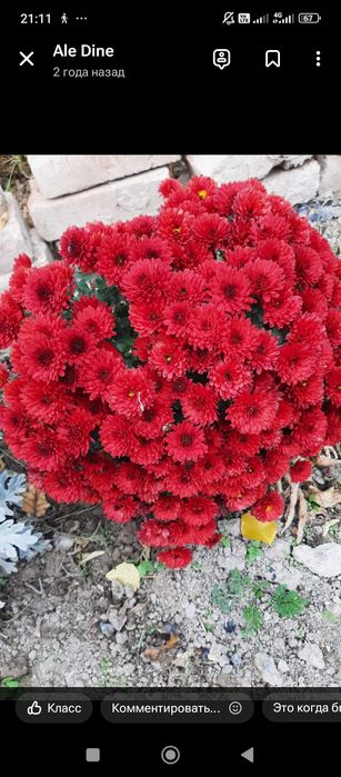 хризантемы, разные цвета