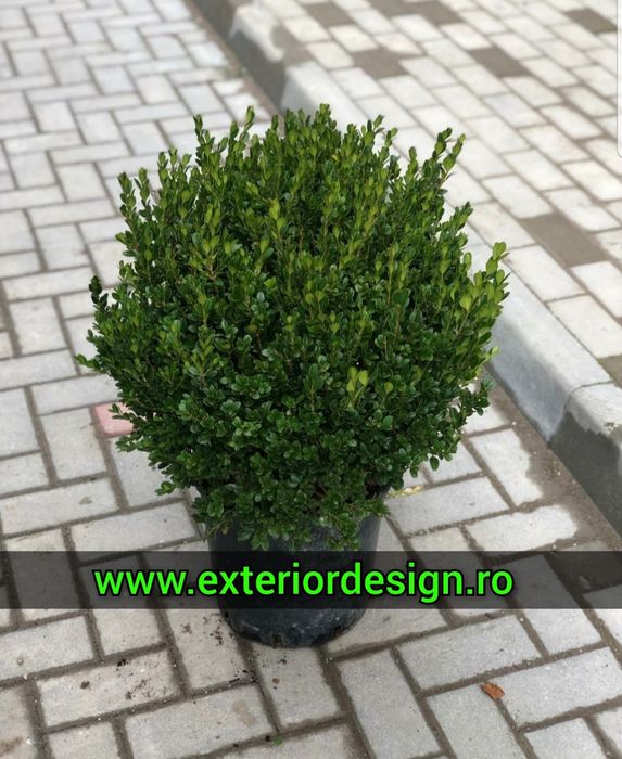 Arbori și arbuști ornamentali – Arțar japonez, Brad nordmanniana, Cedr