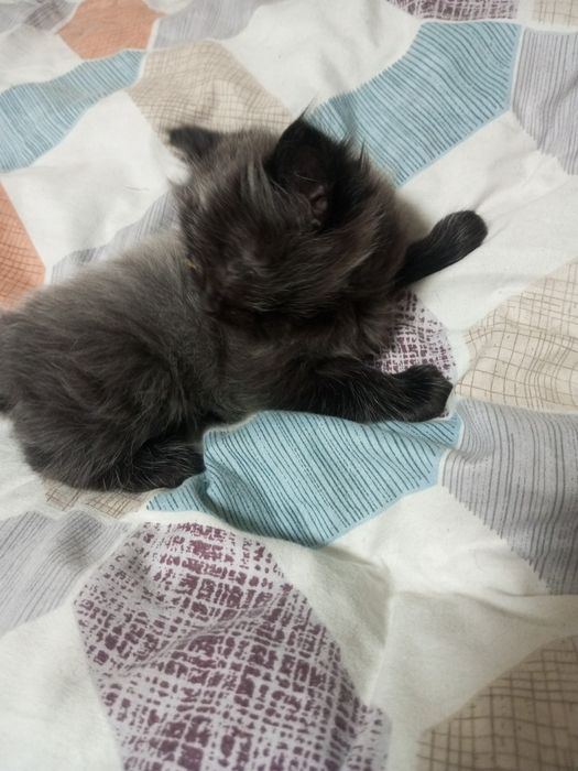 Отдам срочно милых котят