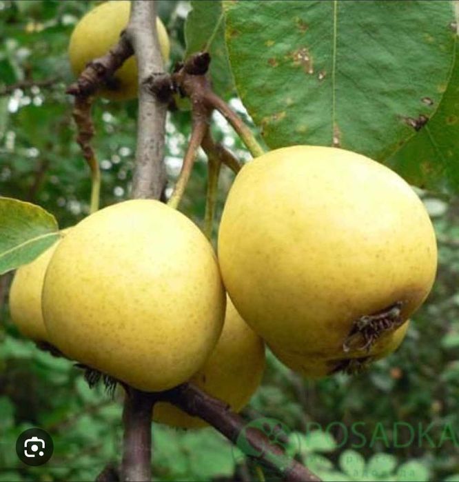 Nok kuchatlari bor