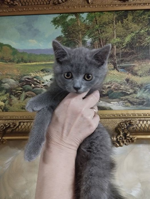 Продаётся Скотиш Страйт девочка