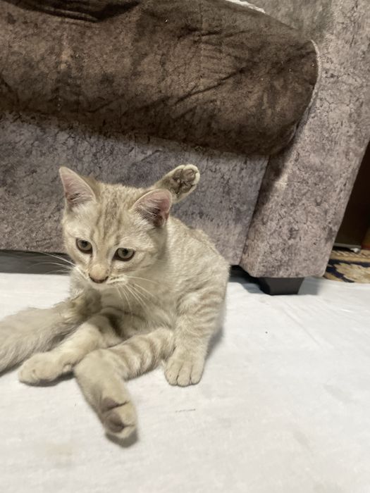 Skotish strayt toza qon