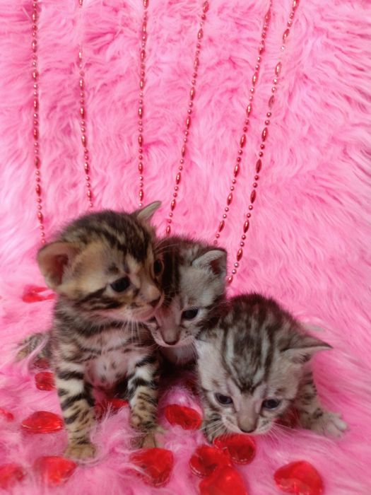Продам бенгальских котят