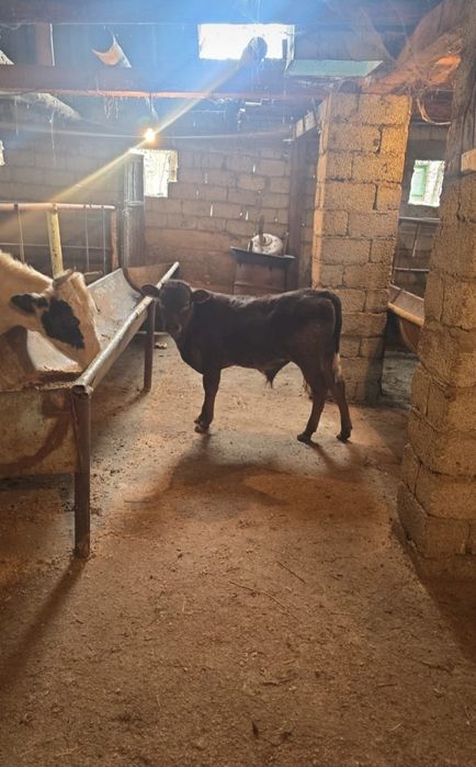 Бузаулы сиыр сатылады