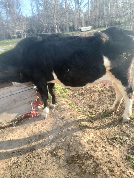 Сиырлар сатылады,тез арада