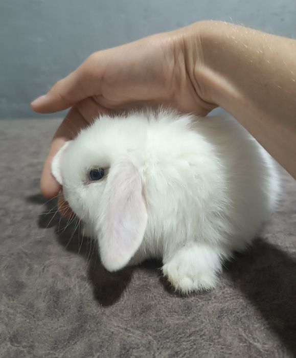 Продаются декоративные кролики(карлик)