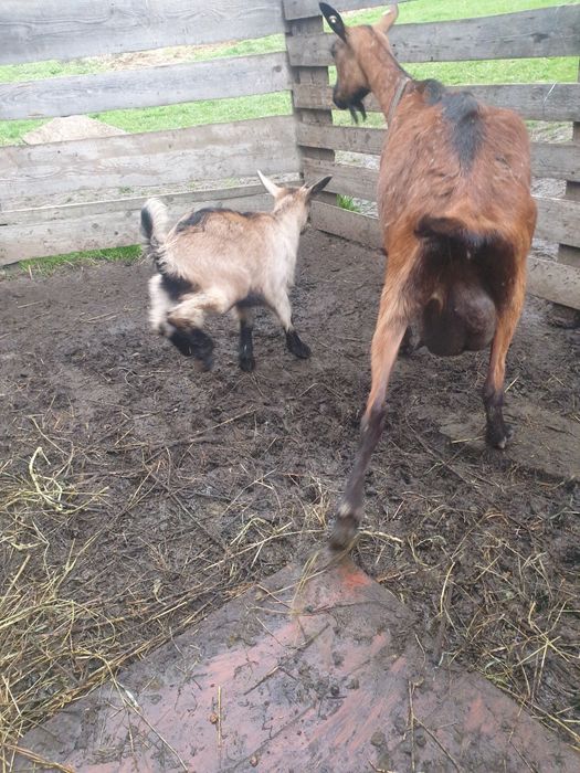 Vând capra alpin franceza, ciuta genetic la a treia fatare,