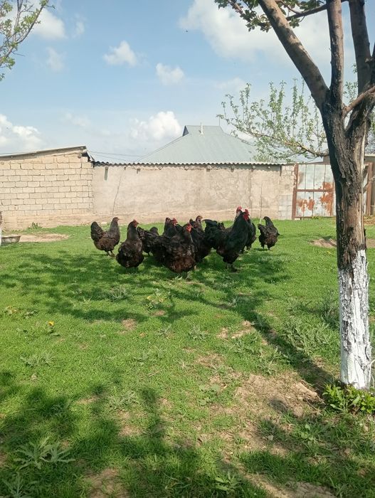Джерсиский гиганты