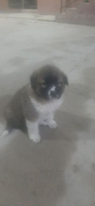 Алабай кучук 2 ойлик сотидади