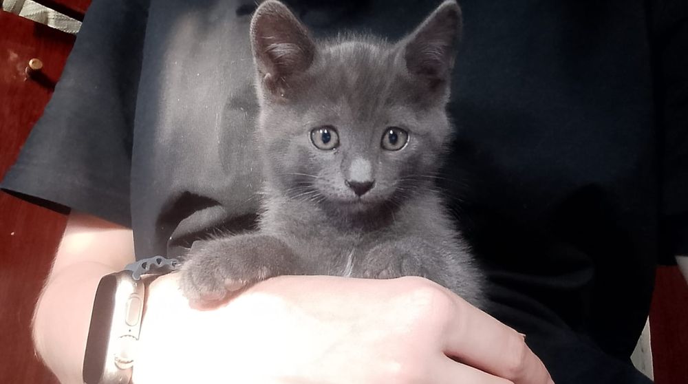 Отдам котят в добрые руки