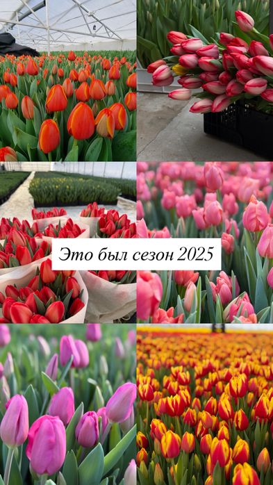 Тюльпаны оптом на 8 Марта