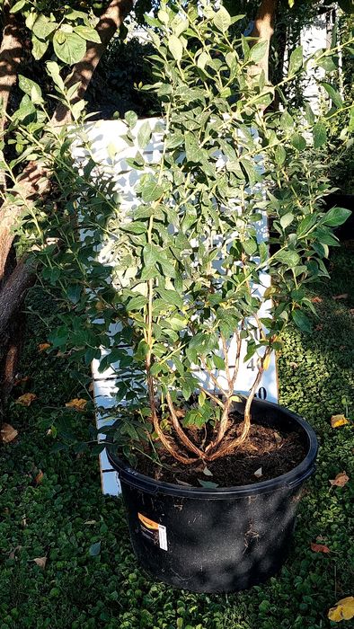 Саженцы голубики