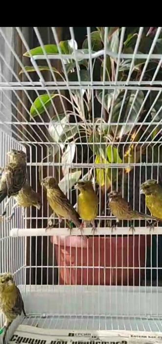 Канарейки певчие