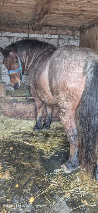 De vanzare,detalii in privat