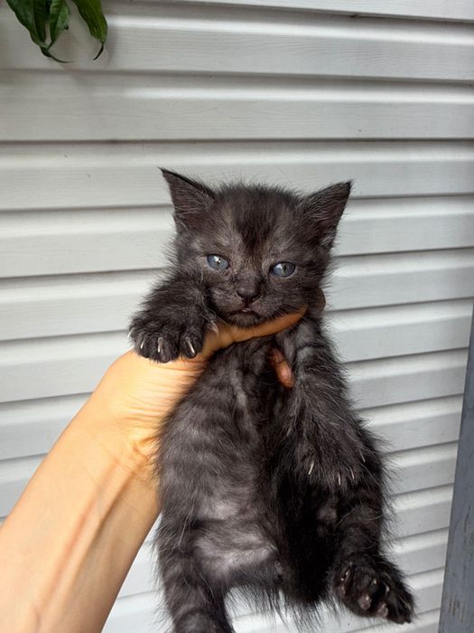 нереальные котята спасенные
