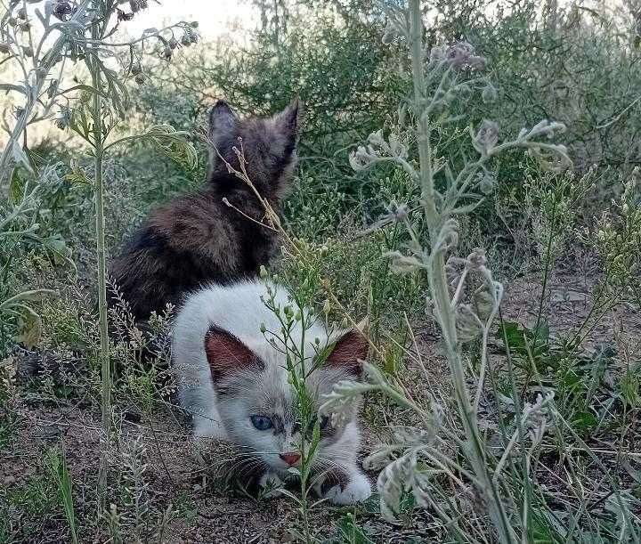 Отдам котят 1,5 месяца