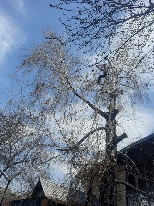 Спил деревьев, обрезка плодовых, санобрезка