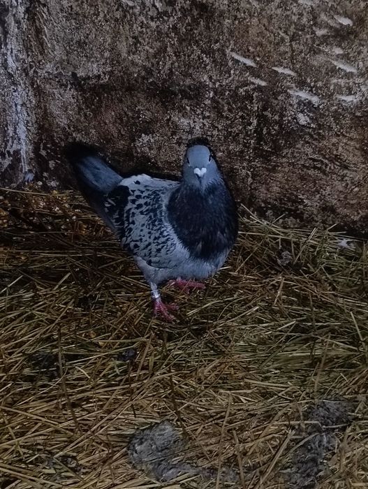 Vând 10 porumbei voiajori