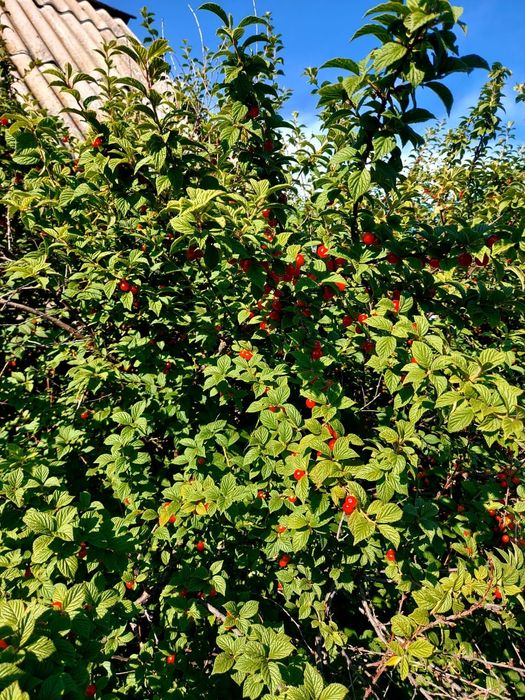 Дачный участок 5 сот, СО Ромашка