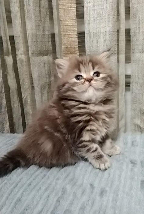 Девочка. Длинношерстная.