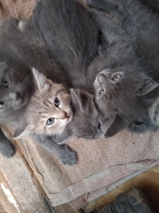 Отдам милых котят в добрые руки.