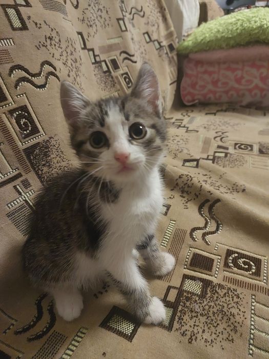 Котенок мальчик ищет дом