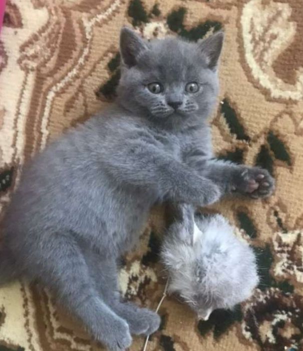 Британские котята