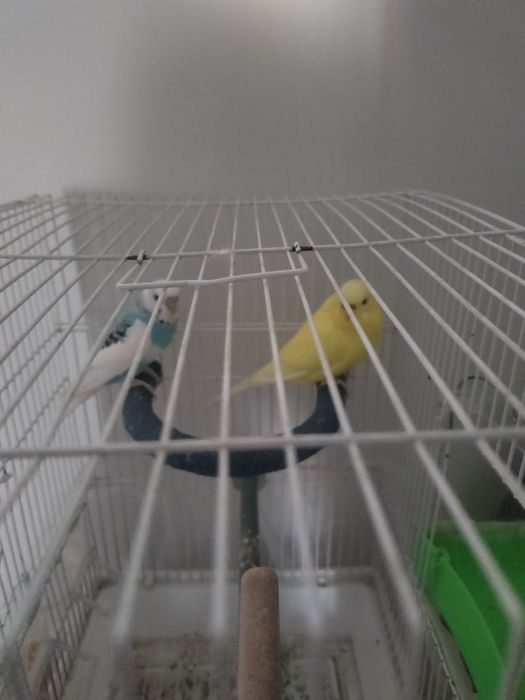 Пролом Волнистиков (попугай)