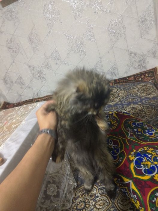 Пушистый скотч фолд сотилади киз бола 6 ойлик