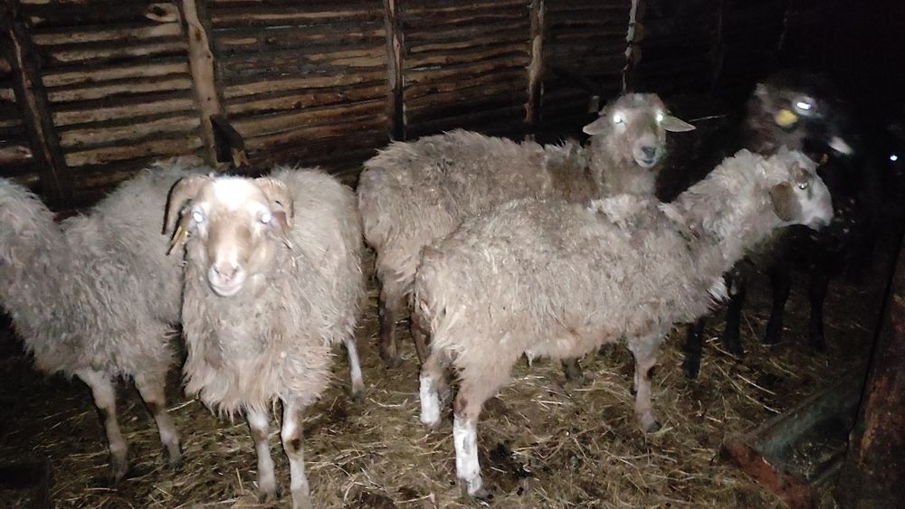 Продам баранов с откорма.