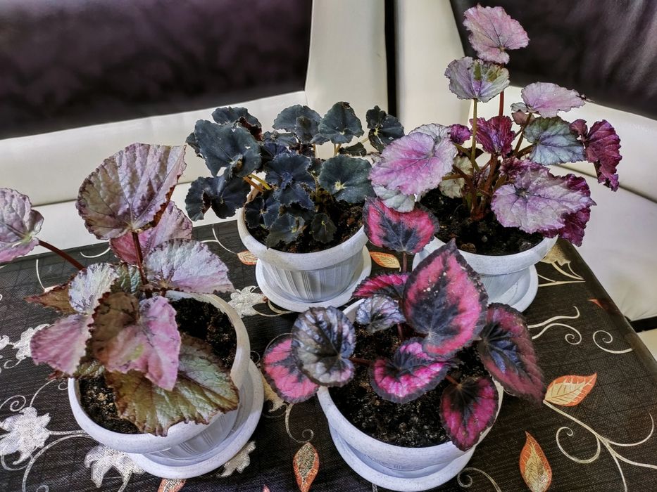 Колеусы, доставка.