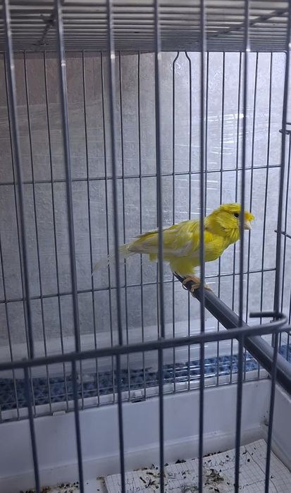 Чубатый самец канарейкалар сатылады.