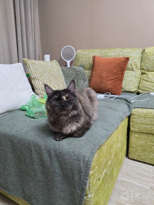 Кошка годовалая срочно